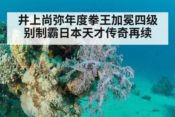 井上尚弥年度拳王加冕四级别制霸日本天才传奇再续